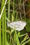 Green-veined White butterfly, Munsary, Caithness