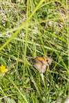Meadow Brown butterfly, Munsary, Caithness