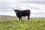 Black cow, Munsary, Caithness