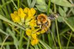 Common Carder Bee on Meadow Vetchling, Sutherland