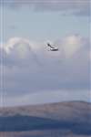 Sandwich tern in flight, Firth of Forth