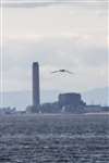 Sandwich tern in flight with Longannet Power Station