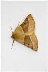 Scalloped Oak moth
