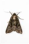 Dark Arches moth