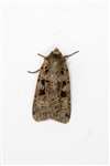 Triple Spotted Clay moth