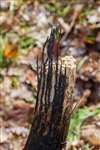 Honey fungus hyphae, Ring Wood, RSPB loch Lomond