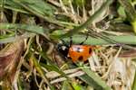 7-spot Ladybird eating aphids, Glasgow