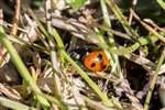 7-spot ladybird eating aphids, Glasgow