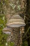 Bracket fungus, RSPB Loch Lomond