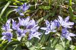Spring Squill, Orasaigh, South Uist