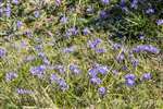 Spring Squill, Orasaigh, South Uist