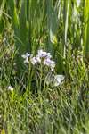 Green-veined white butterflies on Lady's Smock, South Uist 
