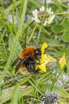 Moss carder bumblebee on Bird's Foot Trefoil, North Uist