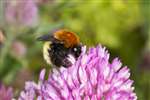 Moss Carder Bumblebee on Red clover, Balranald