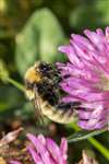 Great Yellow Bumblebee on Red Clover, Balranald