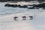 Otters, North Uist