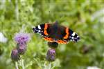 Red Admiral on Creeping thistle, North Uist