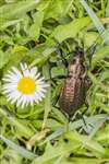 Carabid beetle, North Uist