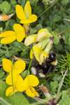 White-tailed bumblebee on Bird's Foot Trefoil, North Uist