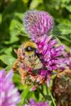 Great Yellow Bumblebee on Red clover, Balranald
