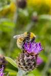 Great Yellow Bumblebee on Common knapweed, Balranald