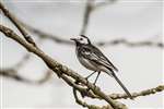 Pied Wagtail, Add Estuary