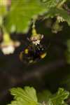 Buff-tailed Bumblebee on gooseberry plant, Glasgow
