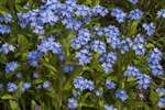 Forget-me-nots in Broomhill, Glasgow