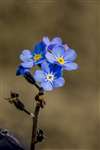 Forget-me-not, Broomhill