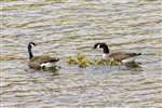 Canada geese and goslings, Loch Katrine