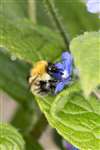 Common Carder Bumblebee on Green alkanet, Glasgow