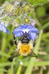 Common Carder Bumblebee on Green alkanet, Glasgow