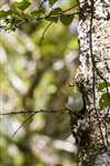 Wood warbler calling, Glasdrum National Nature Reserve