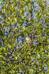 Willow warbler, Glasdrum National Nature Reserve