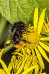 Red-tailed Bumblebee on Ragwort 