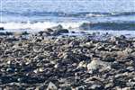 Golden plover flock on boulder beach, Firth of Clyde