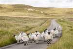 Blackface Sheep on Rathad a Phentland, Lewis