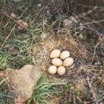 Capercaillie nest with 6 eggs, Clashindarroch forest