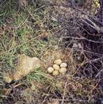 Capercaillie nest, Clashindarroch forest