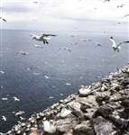 Gannets, Bass Rock