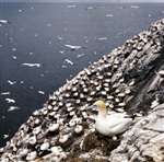Gannets, Bass Rock