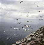 Gannets flying, Bass rock