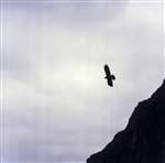 Golden eagle in flight, Black Mount