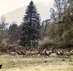 Red deer herd, Black Mount