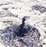 Cormorant chick on its nest, North Uist