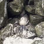 Fulmar on nest, North Uist