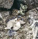 Fulmar chick on nest, North Uist