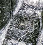 Shag's nest, North Uist