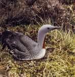 Red-throated diver on nest, North Uist