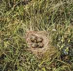 Lapwing nest with four eggs, Ardmore